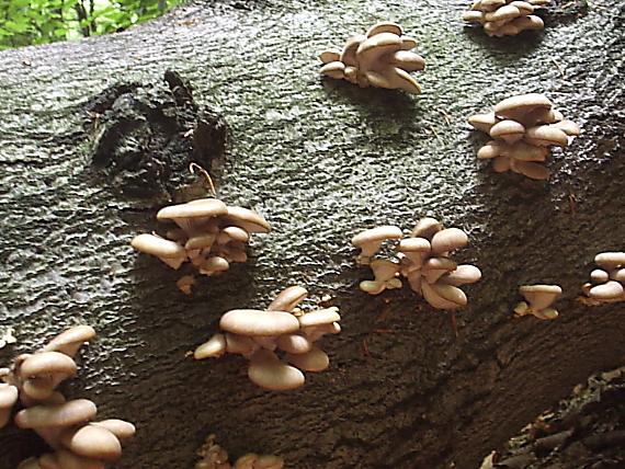 hliva buková Pleurotus pulmonarius (Fr.) Quél.