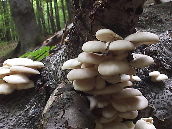 hliva buková Pleurotus pulmonarius (Fr.) Quél.