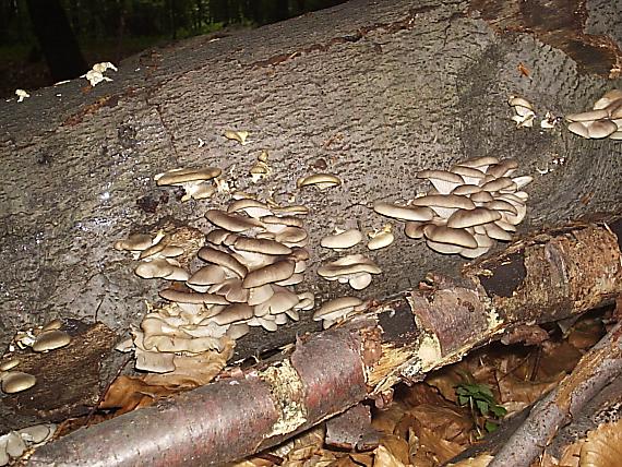 hliva buková Pleurotus pulmonarius (Fr.) Quél.