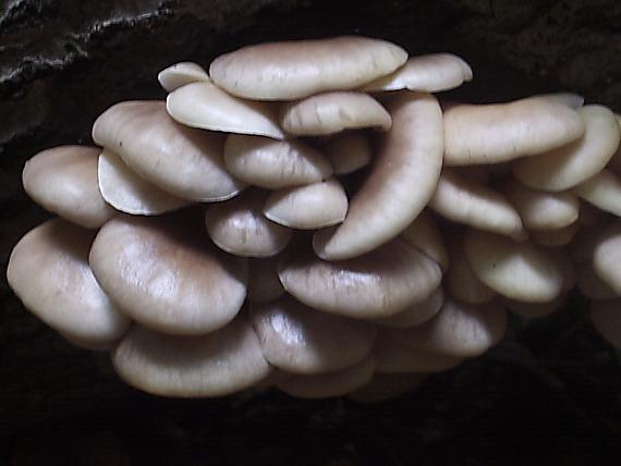 hliva buková Pleurotus pulmonarius (Fr.) Quél.