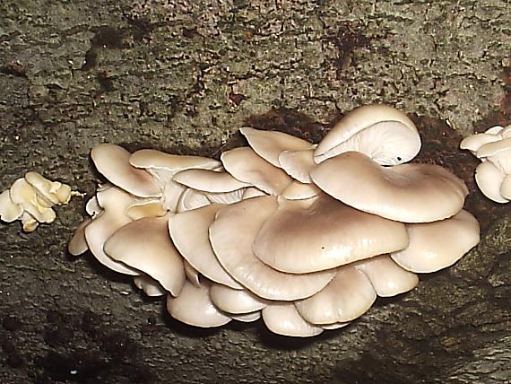 hliva buková Pleurotus pulmonarius (Fr.) Quél.