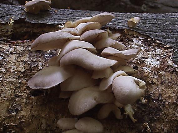 hliva buková Pleurotus pulmonarius (Fr.) Quél.