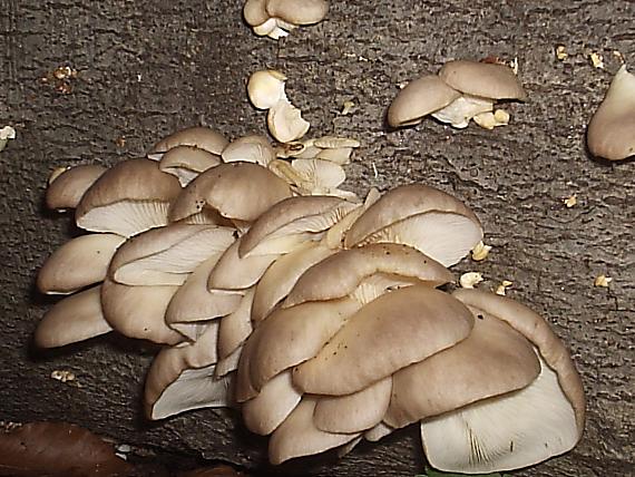 hliva buková Pleurotus pulmonarius (Fr.) Quél.