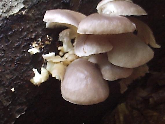 hliva buková Pleurotus pulmonarius (Fr.) Quél.