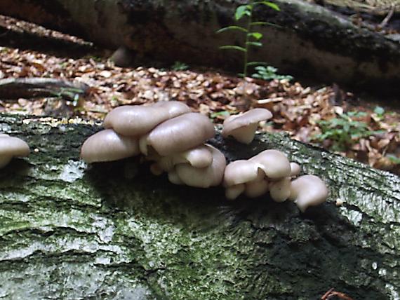 hliva buková Pleurotus pulmonarius (Fr.) Quél.