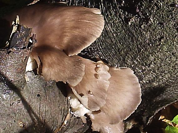 hliva buková Pleurotus pulmonarius (Fr.) Quél.