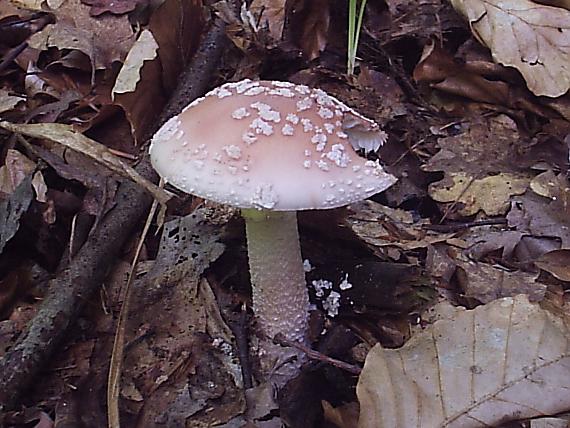 muchotrávka červenkastá Amanita rubescens Pers.