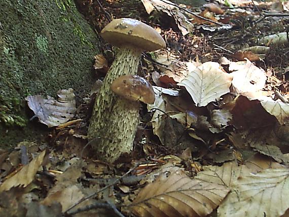 kozák hrabový Leccinum pseudoscabrum (Kallenb.) Šutara