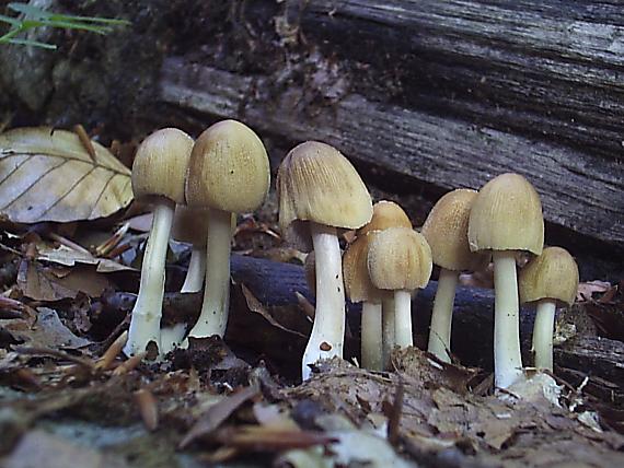 hnojník Coprinus sp.