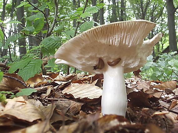 plávka trávovozelená Russula aeruginea Lindbl. ex Fr.