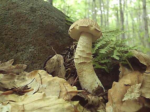 kozák hrabový Leccinum pseudoscabrum (Kallenb.) Šutara