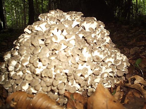 trúdnik klobúčkatý Polyporus umbellatus (Pers.) Fr.