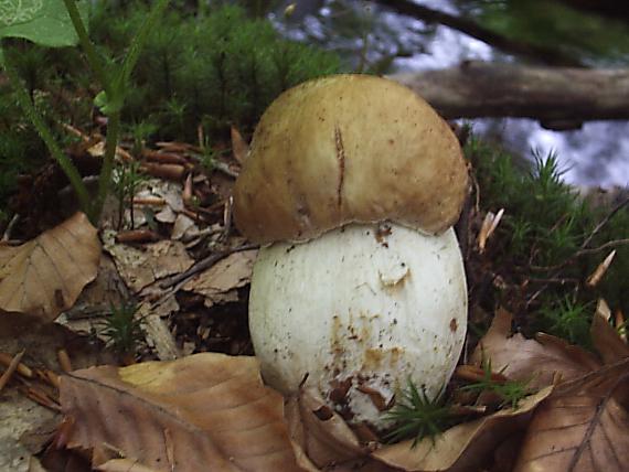 hríb dubový Boletus reticulatus Schaeff.