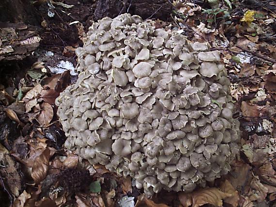 trúdnik klobúčkatý Polyporus umbellatus (Pers.) Fr.