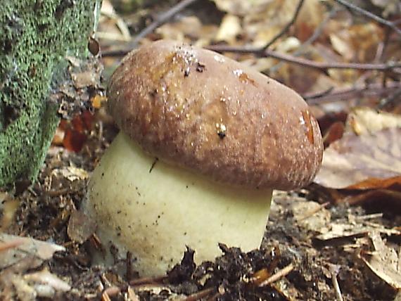 hríb dubový Boletus reticulatus Schaeff.