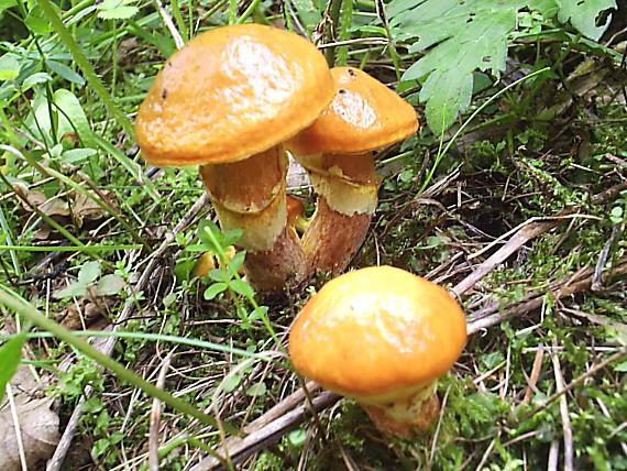 masliak smrekovcový Suillus grevillei (Klotzsch) Singer