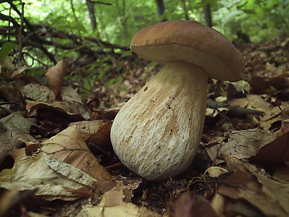 hríb dubový Boletus reticulatus Schaeff.