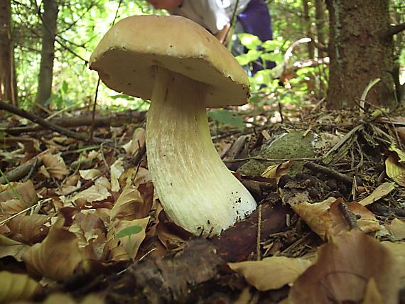 hríb smrekový Boletus edulis Bull.