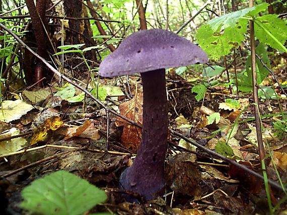 pavučinovec Cortinarius sp.