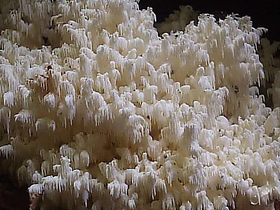 koralovec bukový Hericium coralloides (Scop.) Pers.