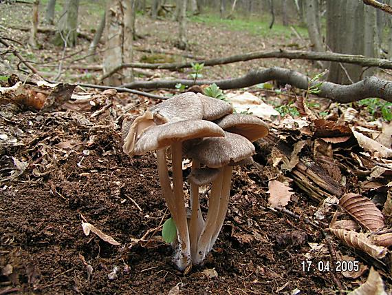 hodvábnica včasná Entoloma vernum S. Lundell