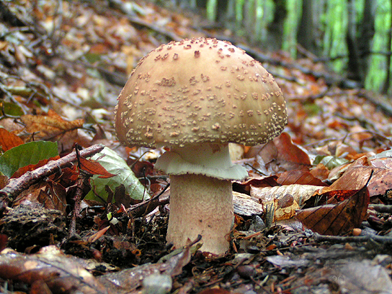 muchotrávka červenkastá Amanita rubescens Pers.