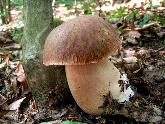 hríb dubový Boletus reticulatus Schaeff.