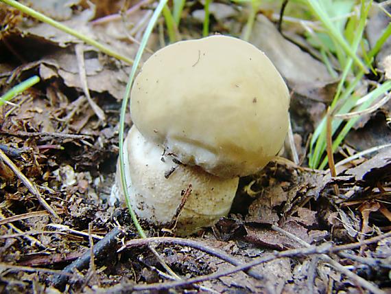 hríb smrekový Boletus edulis Bull.