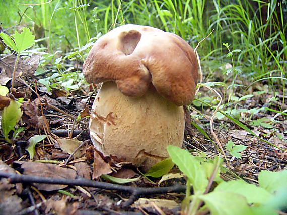 hríb dubový Boletus reticulatus Schaeff.