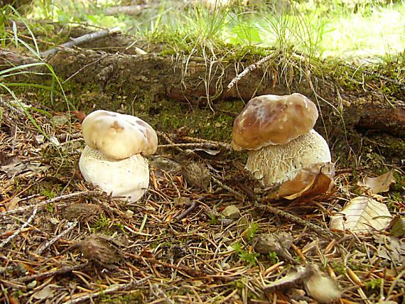 hríb smrekový Boletus edulis Bull.