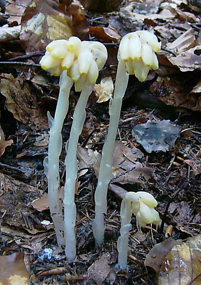 hniliak smrekový Monotropa hypopitys L.