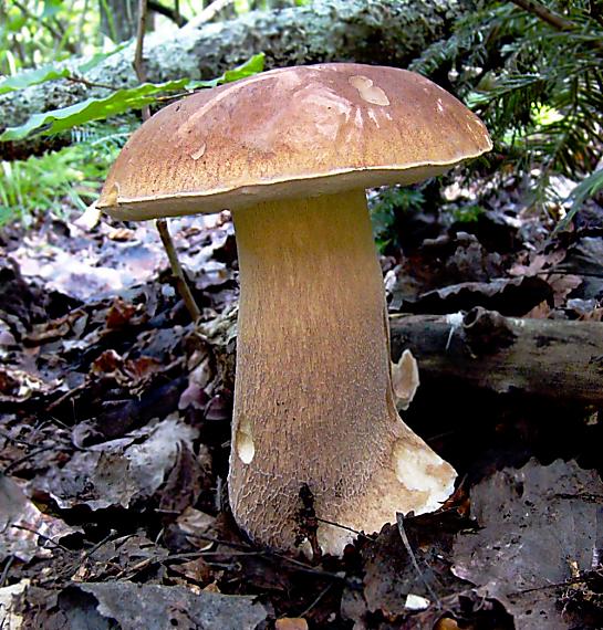 hríb dubový Boletus reticulatus Schaeff.