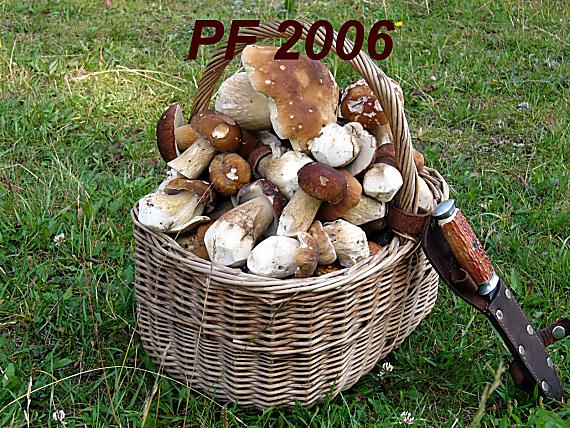 pF 2006