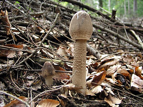 bedľa vysoká / Bedla vysoká Macrolepiota procera (Scop.) Singer