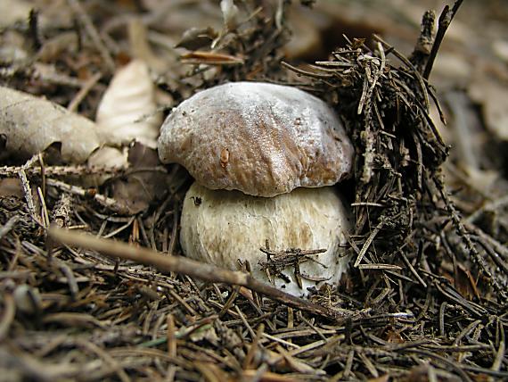 hríb smrekový / Hřib smrkový Boletus edulis Bull.