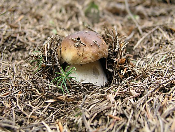 hríb smrekový / Hřib smrkový Boletus edulis Bull.