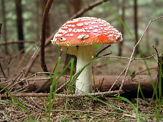 muchotrávka červená / Muchomurka červená Amanita muscaria (L.) Lam.