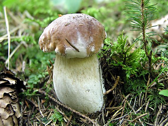 hríb smrekový / Hřib smrkový Boletus edulis Bull.