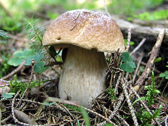 hríb smrekový / Hřib smrkový Boletus edulis Bull.