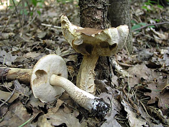 kozák hrabový Leccinum pseudoscabrum (Kallenb.) Šutara