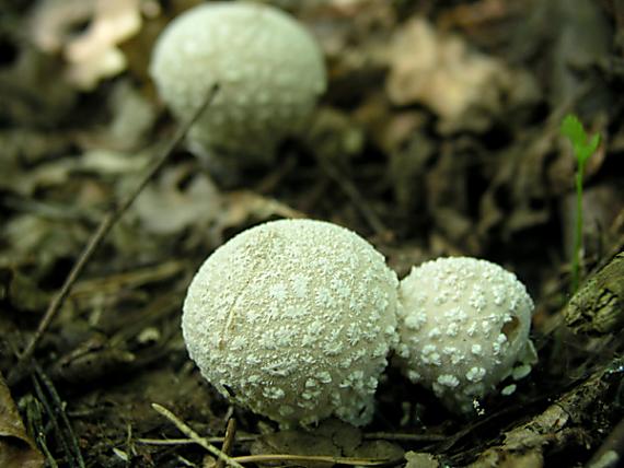 prášnica závojová / Pýchavka závojová Lycoperdon mammiforme Pers.