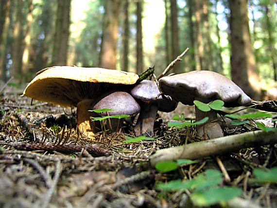 rýdzik rapavý a Pavučinovec fialovohnedý Lactarius scrobiculatus/Cortinarius variecolor