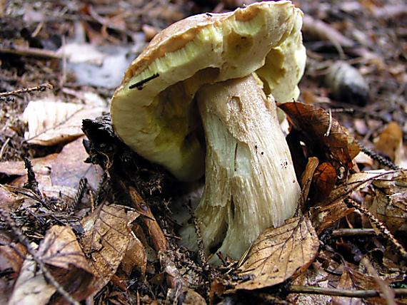 hríb smrekový / Hřib smrkový Boletus edulis Bull.