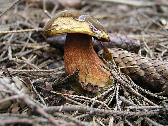 hríb zrnitohlúbikový / Hřib kovář Sutorius luridiformis (Rostk.) G. Wu & Zhu L. Yang