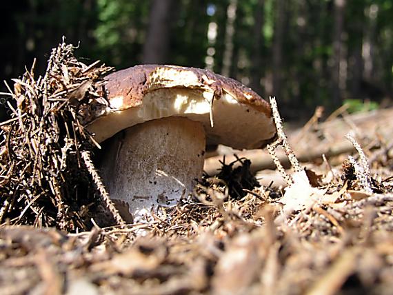 hríb smrekový / Hřib smrkový Boletus edulis Bull.