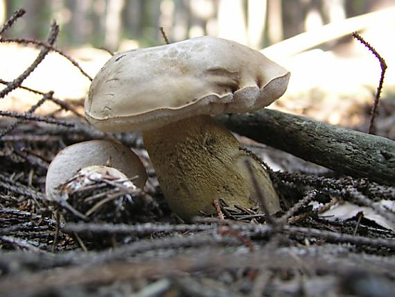 podhríb žlčový / Hřib žlučník Tylopilus felleus (Bull.) P. Karst.