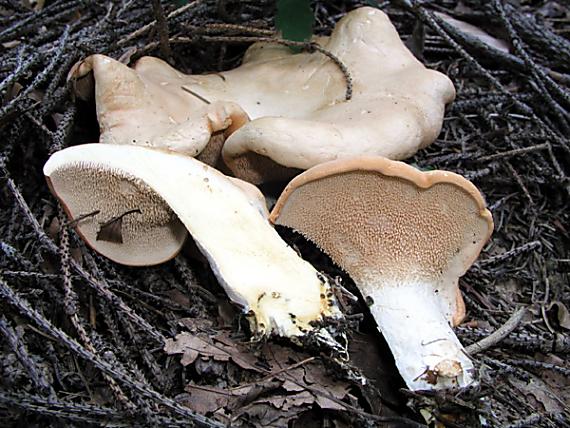 jelenka poprehýbaná Hydnum repandum L.