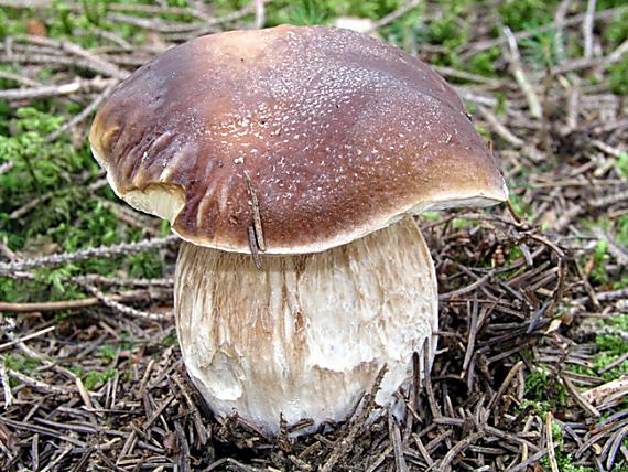 hríb smrekový Boletus edulis Bull.