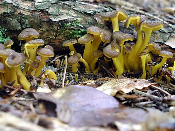 kuriatko žltohnedé Cantharellus lutescens Fr.