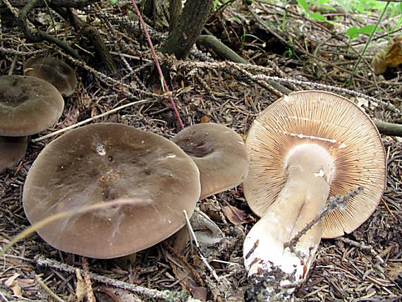 rýdzik sadzový / Ryzec datlí Lactarius picinus Fr.